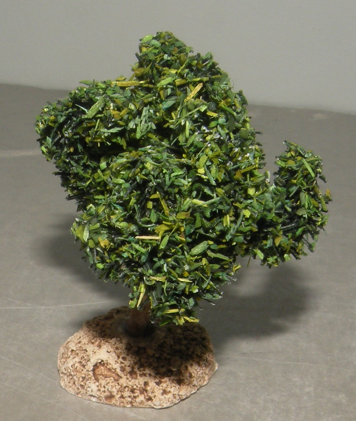 Vine's foot  , ( 907 ) Fouque 6 Cm