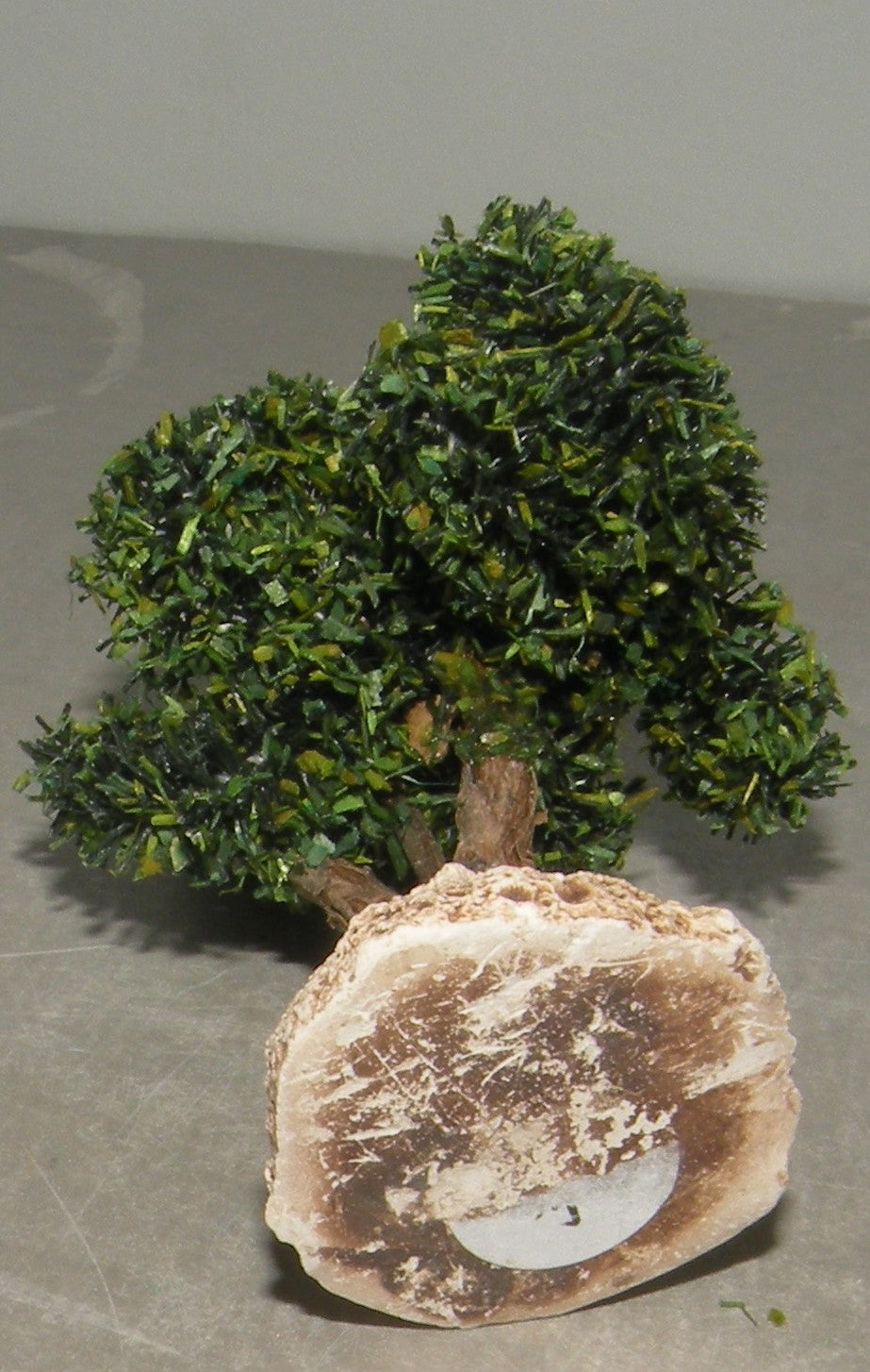 Vine's foot  , ( 907 ) Fouque 6 Cm