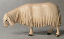 Sheep Sniffing, Gloria