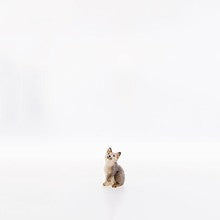 Cat sitting ( 22101-A ),  Nazarene