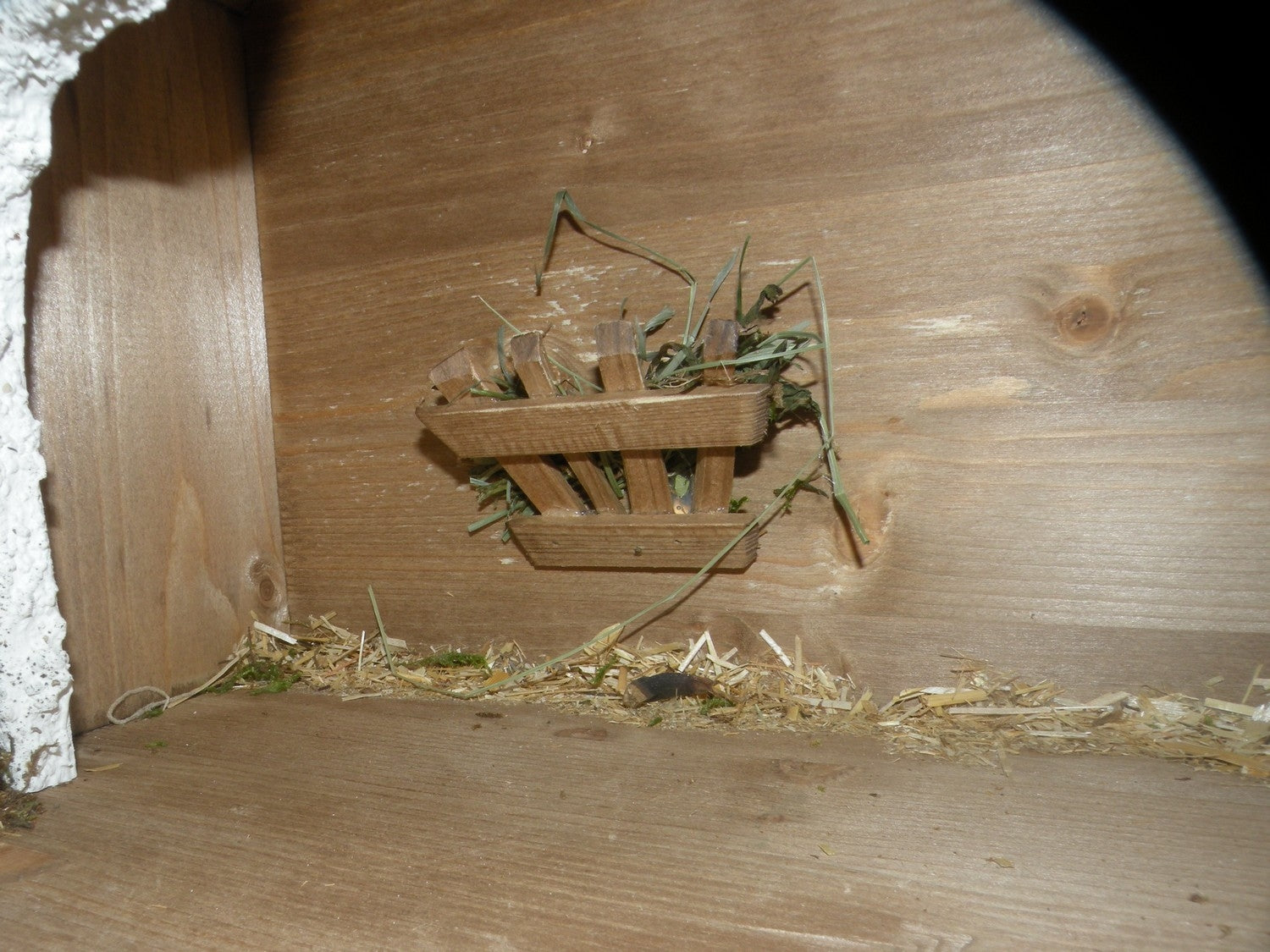 Stable number 3  ( 10706 )  , ( for 12 Cm / 5 Inches only )   Rupert