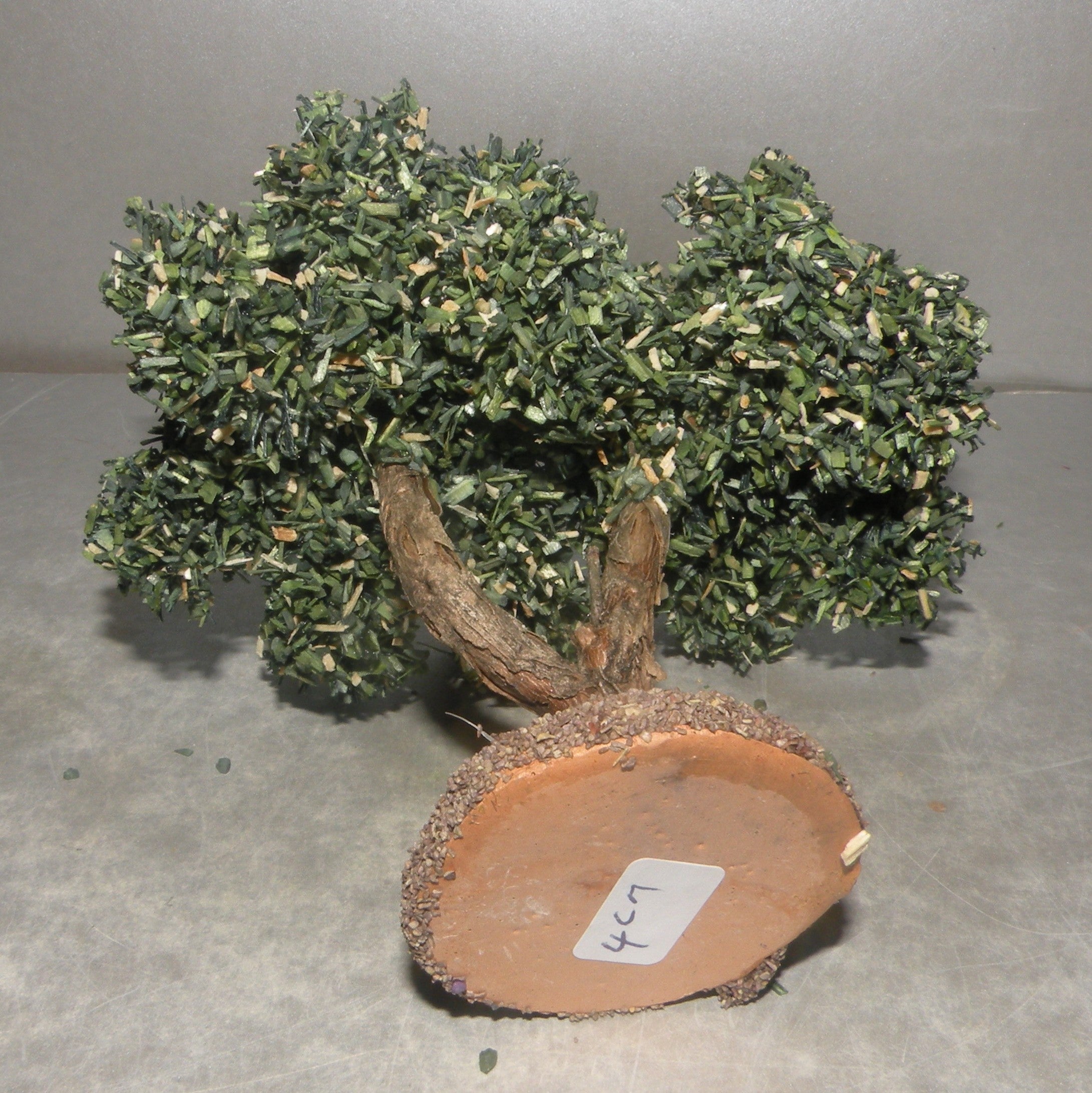Olive Tree, Fouque, 4 cm
