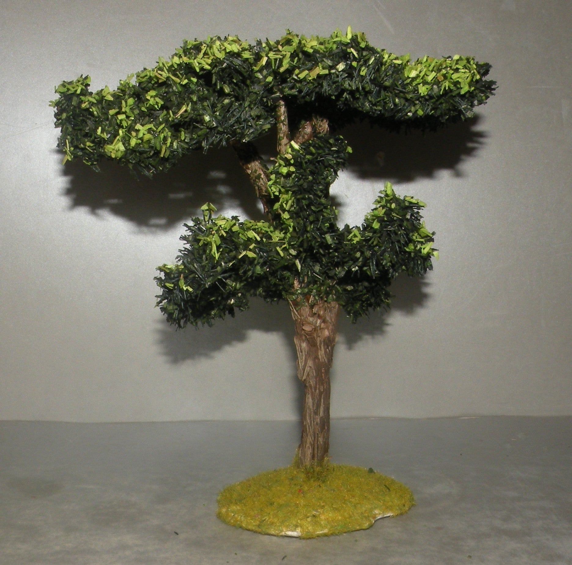 Maritime Pine, Didier 10 Cm