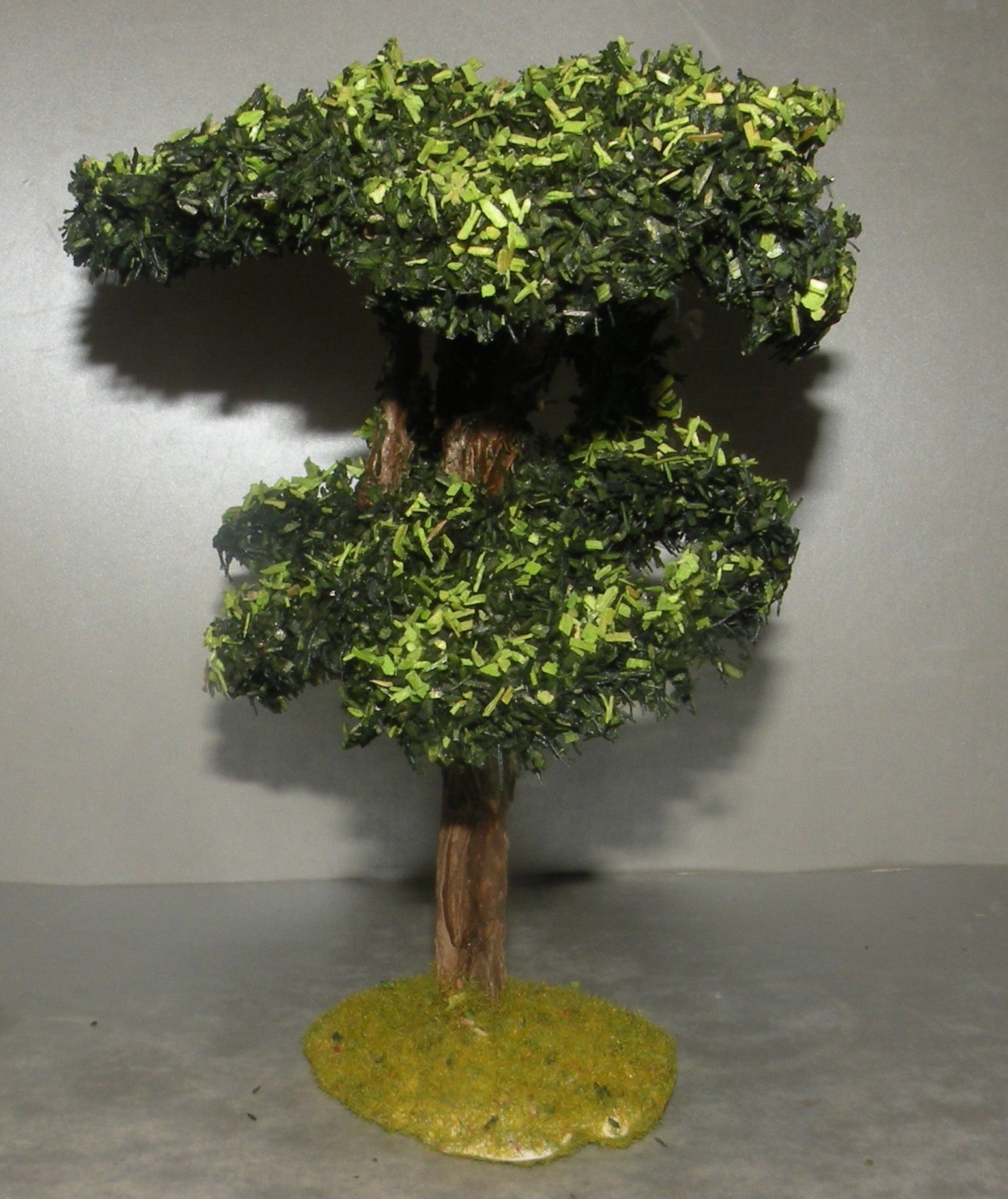 Maritime Pine, Didier 10 Cm
