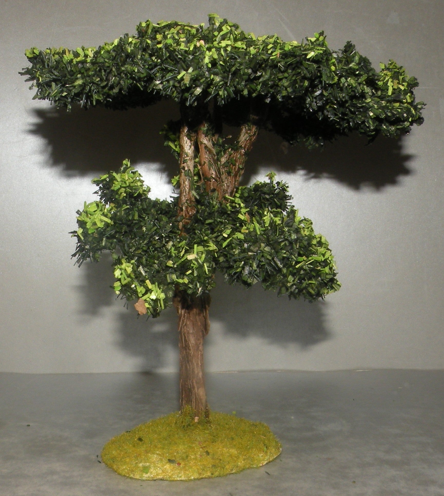 Maritime Pine, Didier 10 Cm