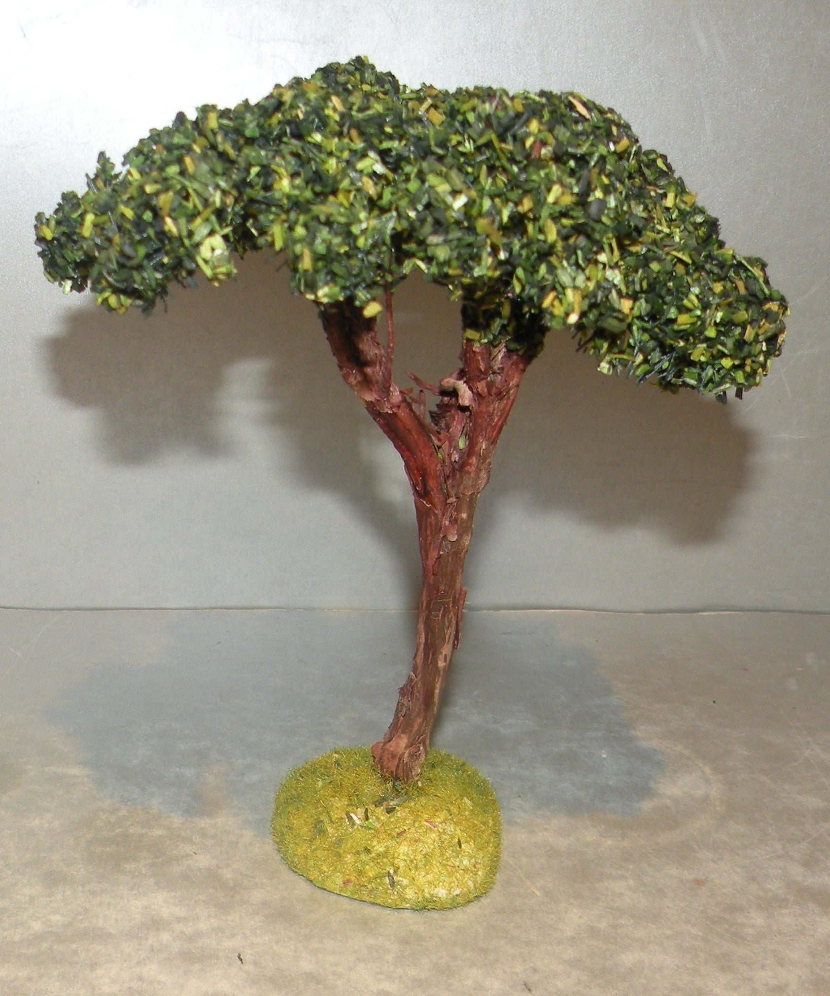 Umbrella Pine  Didier , 7 - 6 Cm