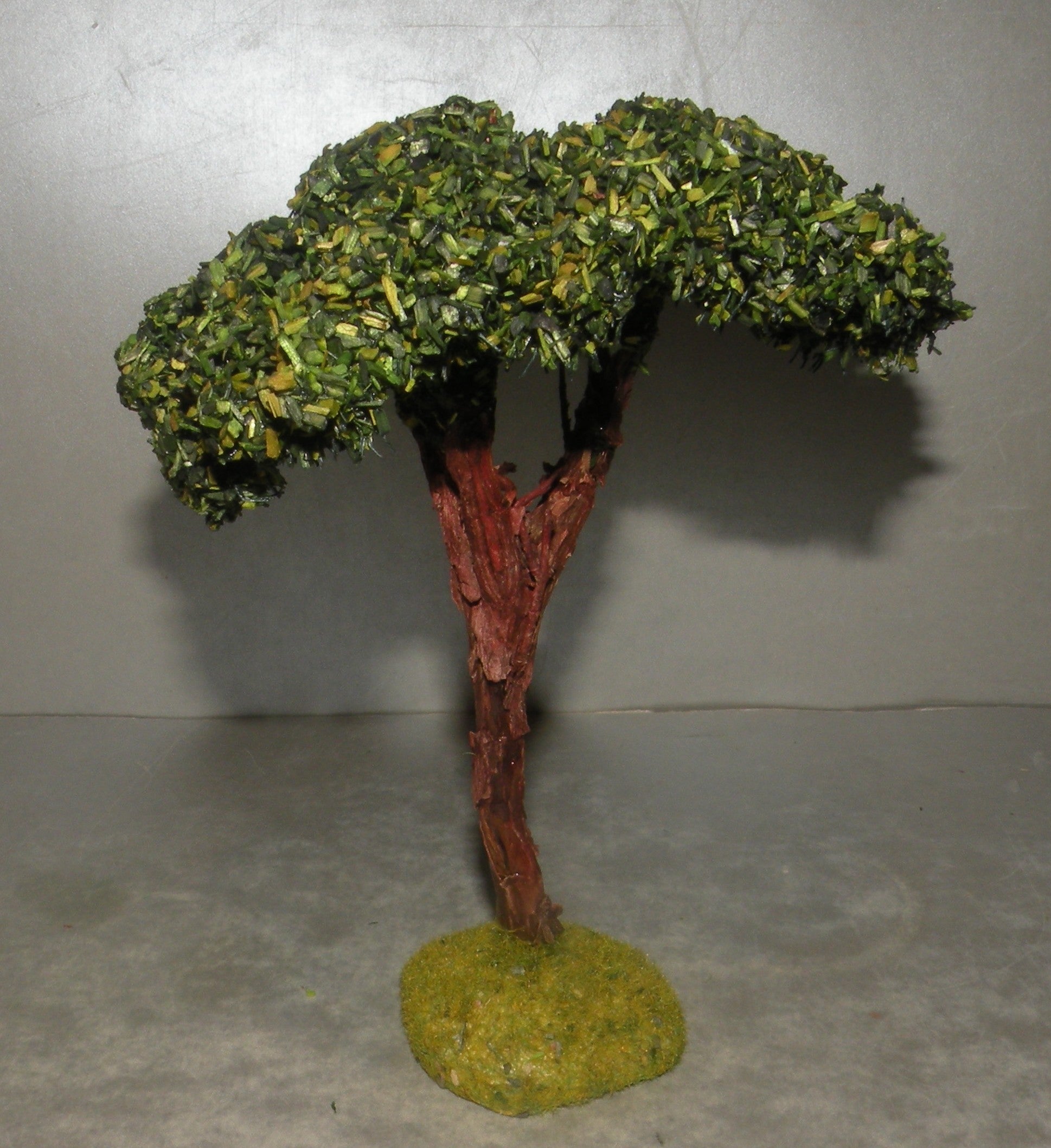 Umbrella Pine  Didier , 7 - 6 Cm