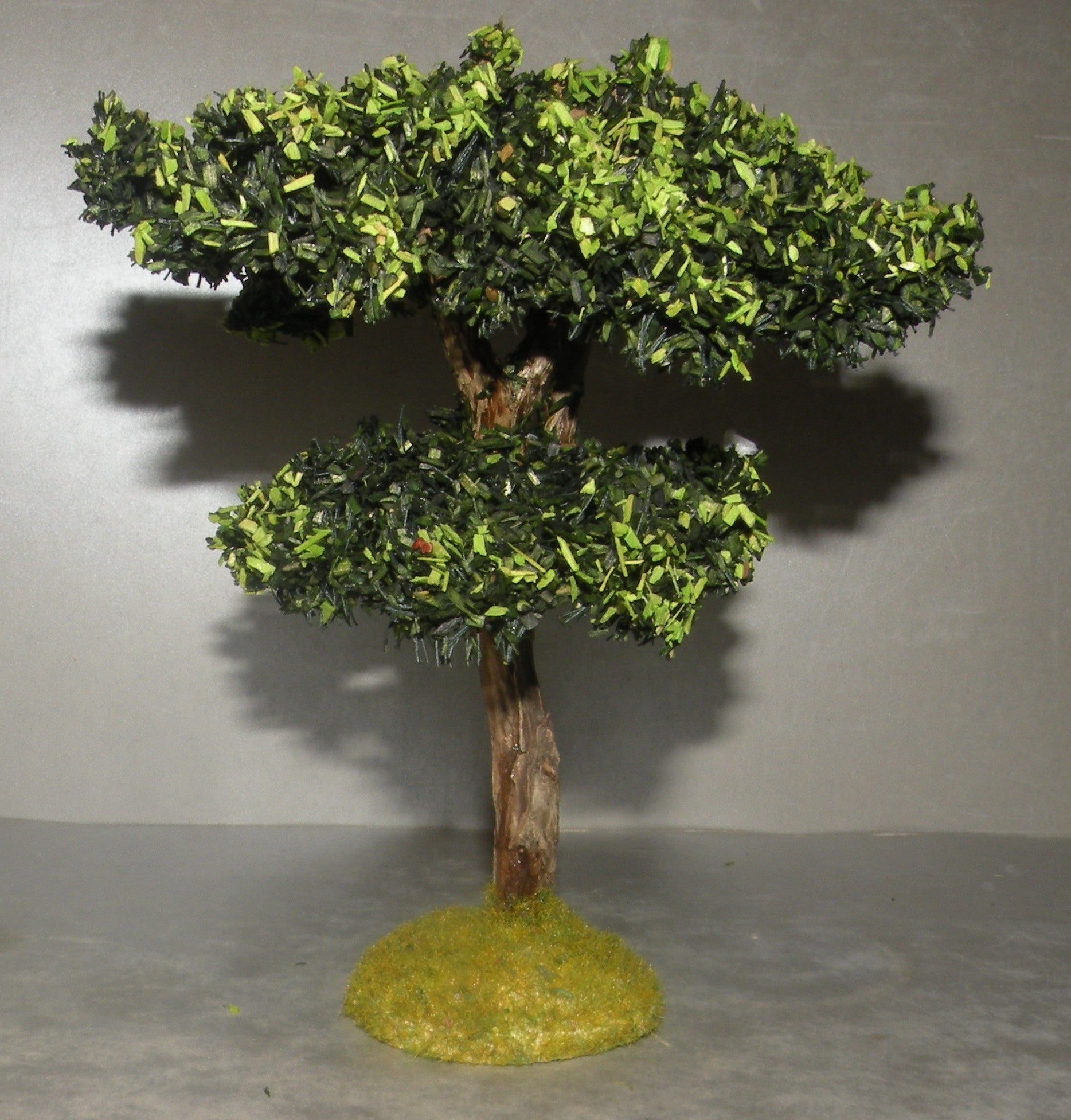 Maritime Pine Didier , 7 - 6 Cm