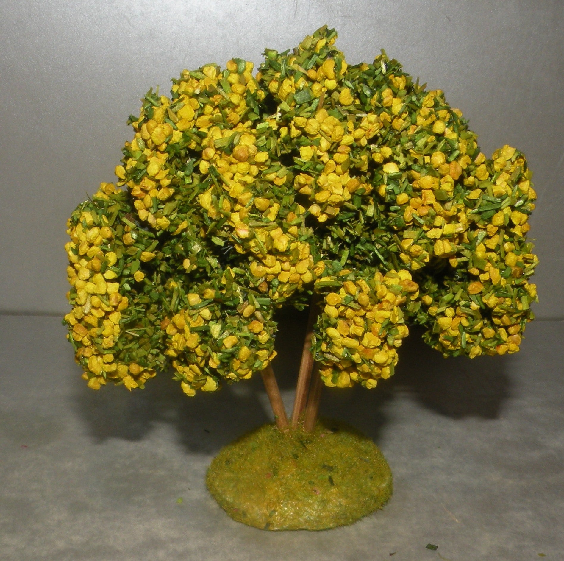 Mimosa  Didier , 7 - 6 Cm
