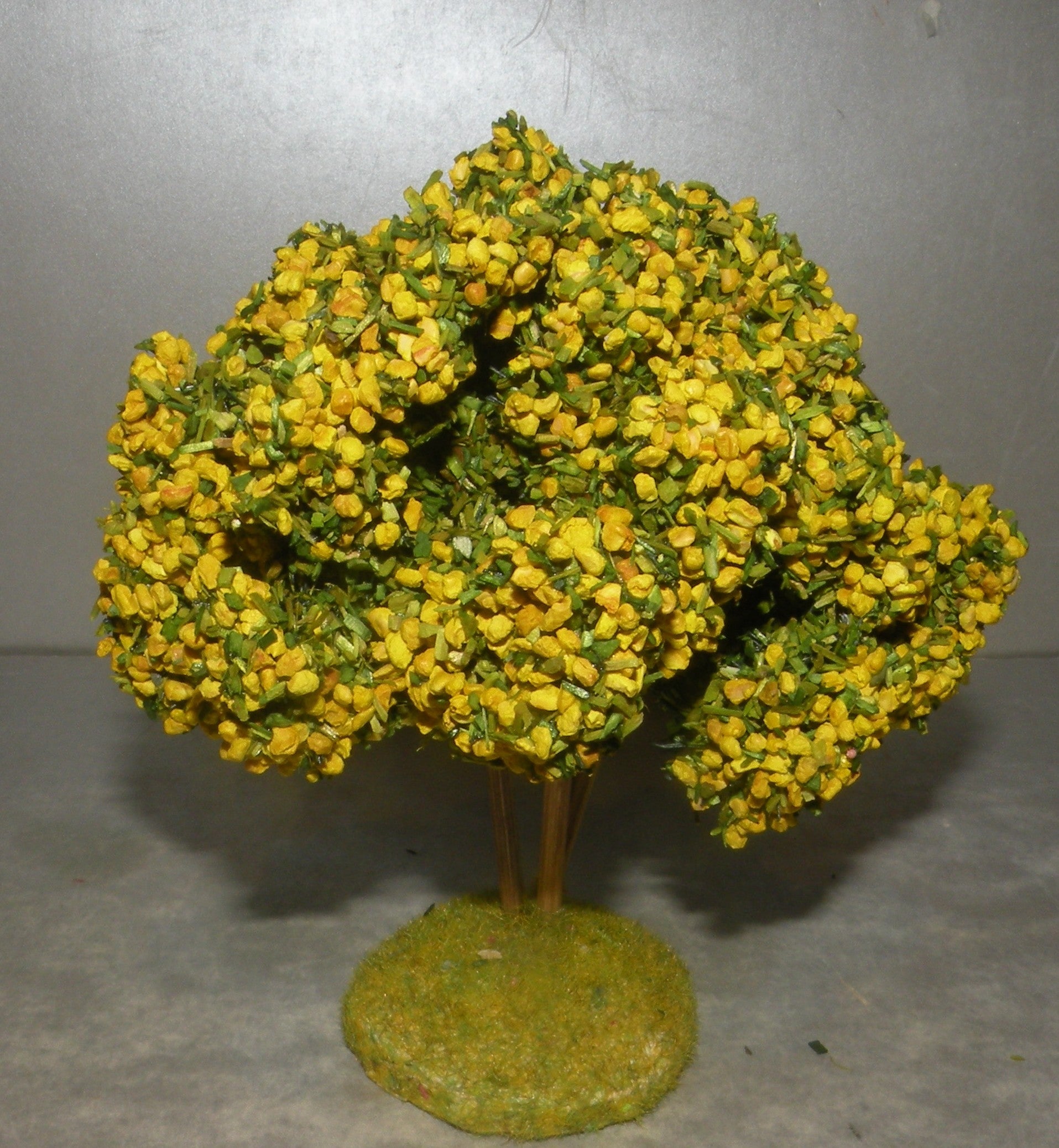 Mimosa  Didier , 7 - 6 Cm