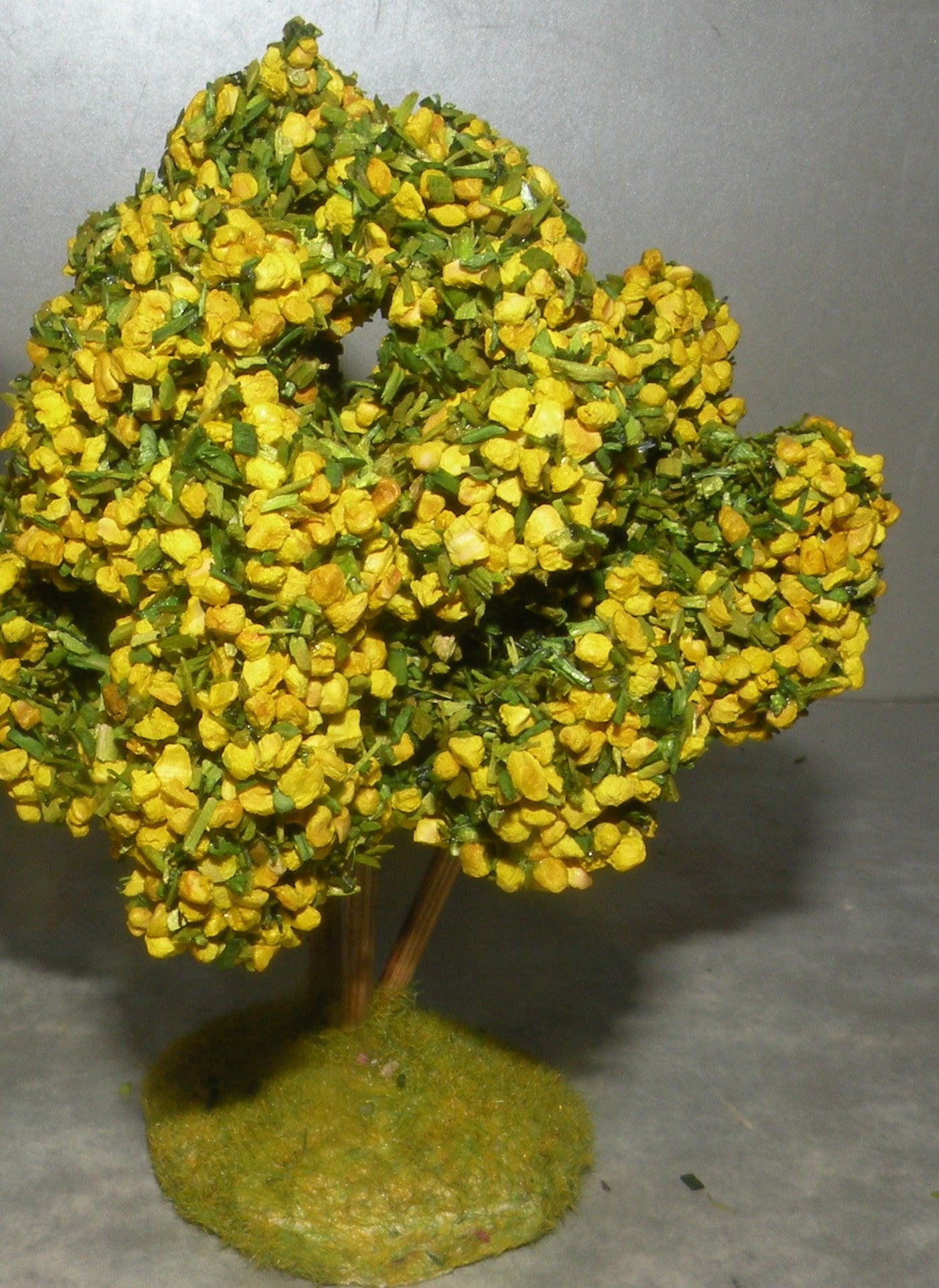 Mimosa  Didier , 7 - 6 Cm