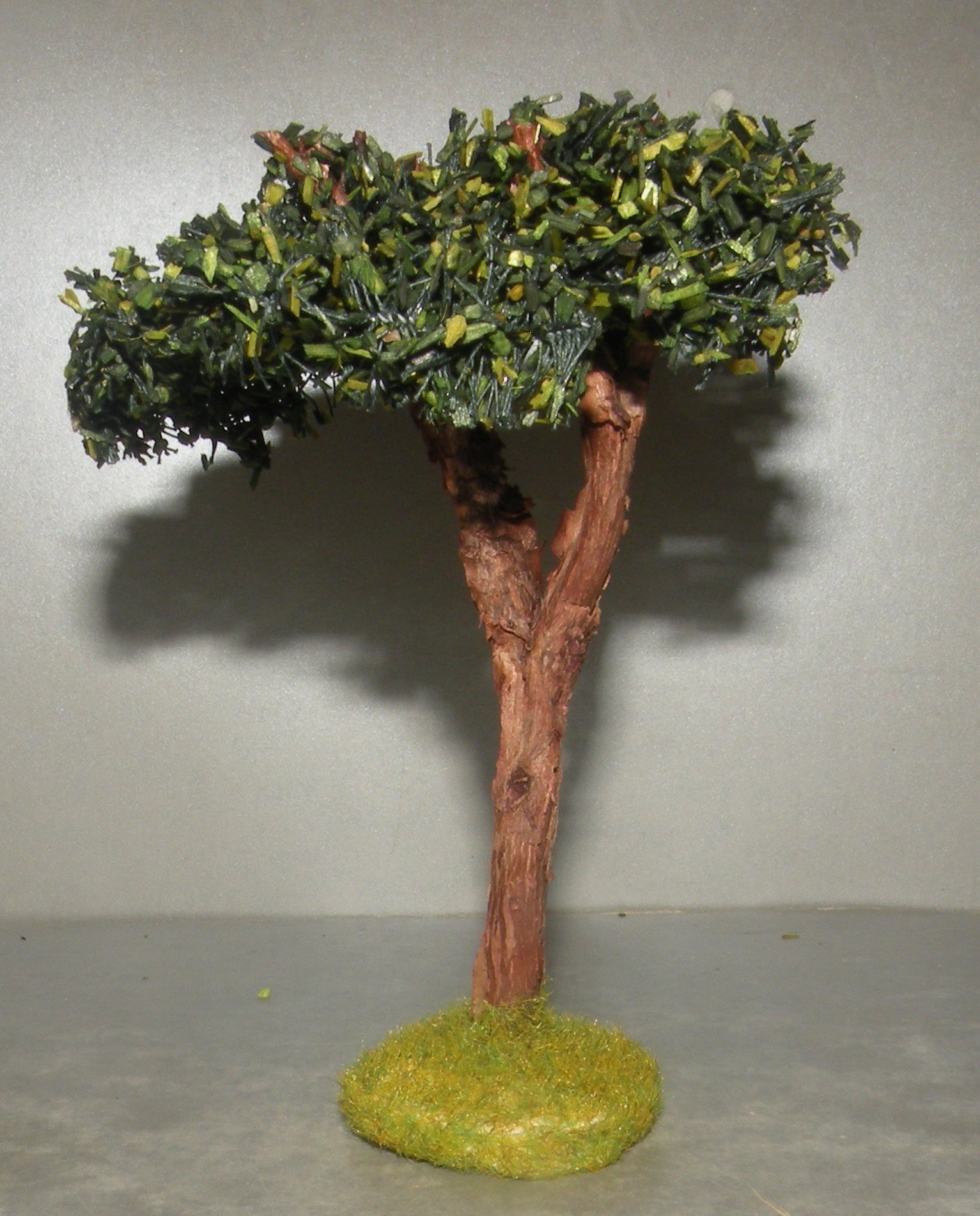 Umbrella Pine Didier , 4 Cm