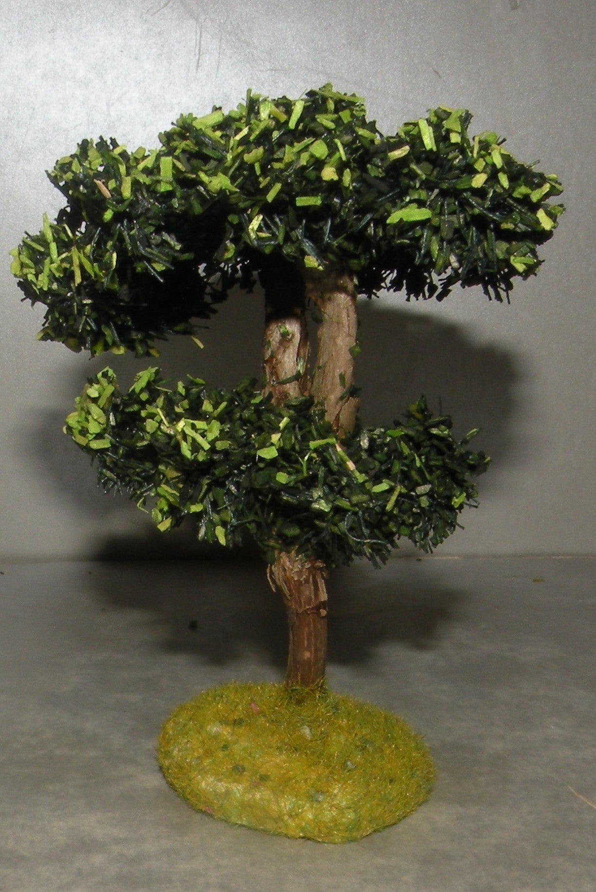 Maritime Pine Didier , 4 Cm