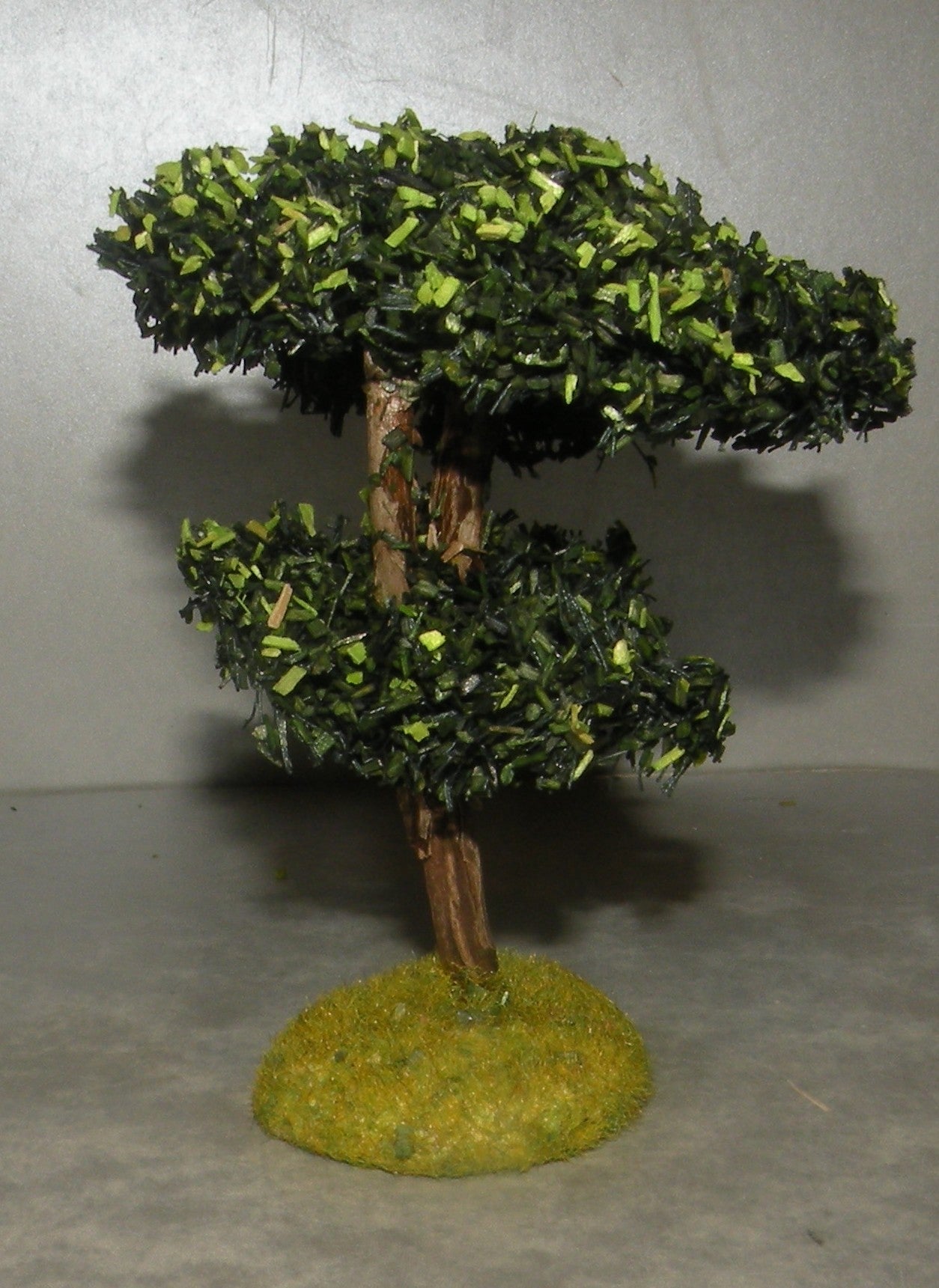 Maritime Pine Didier , 4 Cm