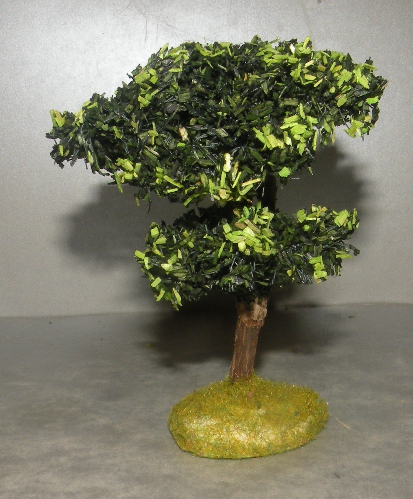 Maritime Pine Didier , 4 Cm