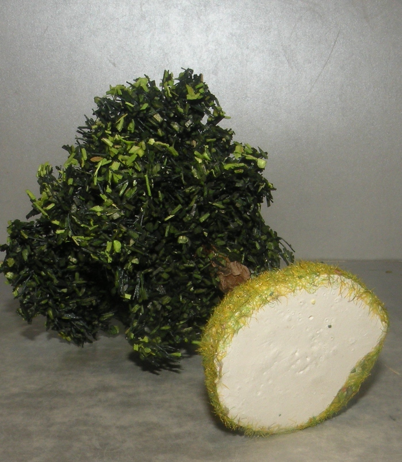 Maritime Pine Didier , 4 Cm