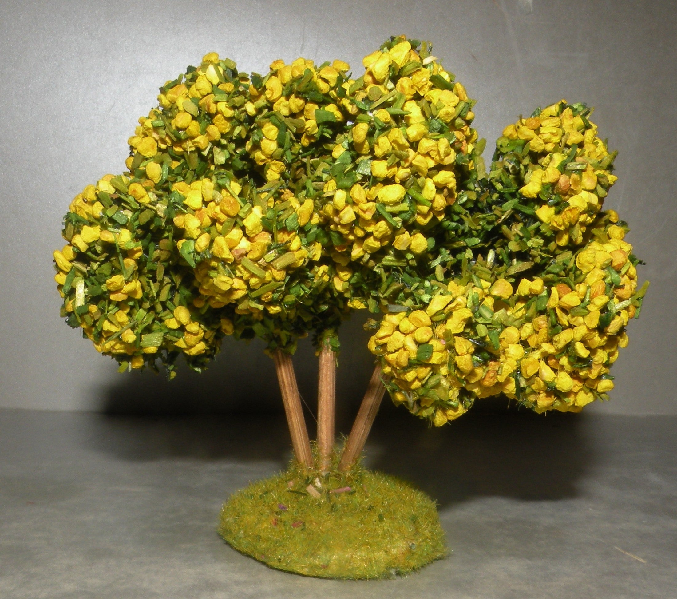 Mimosa Didier , 4 Cm