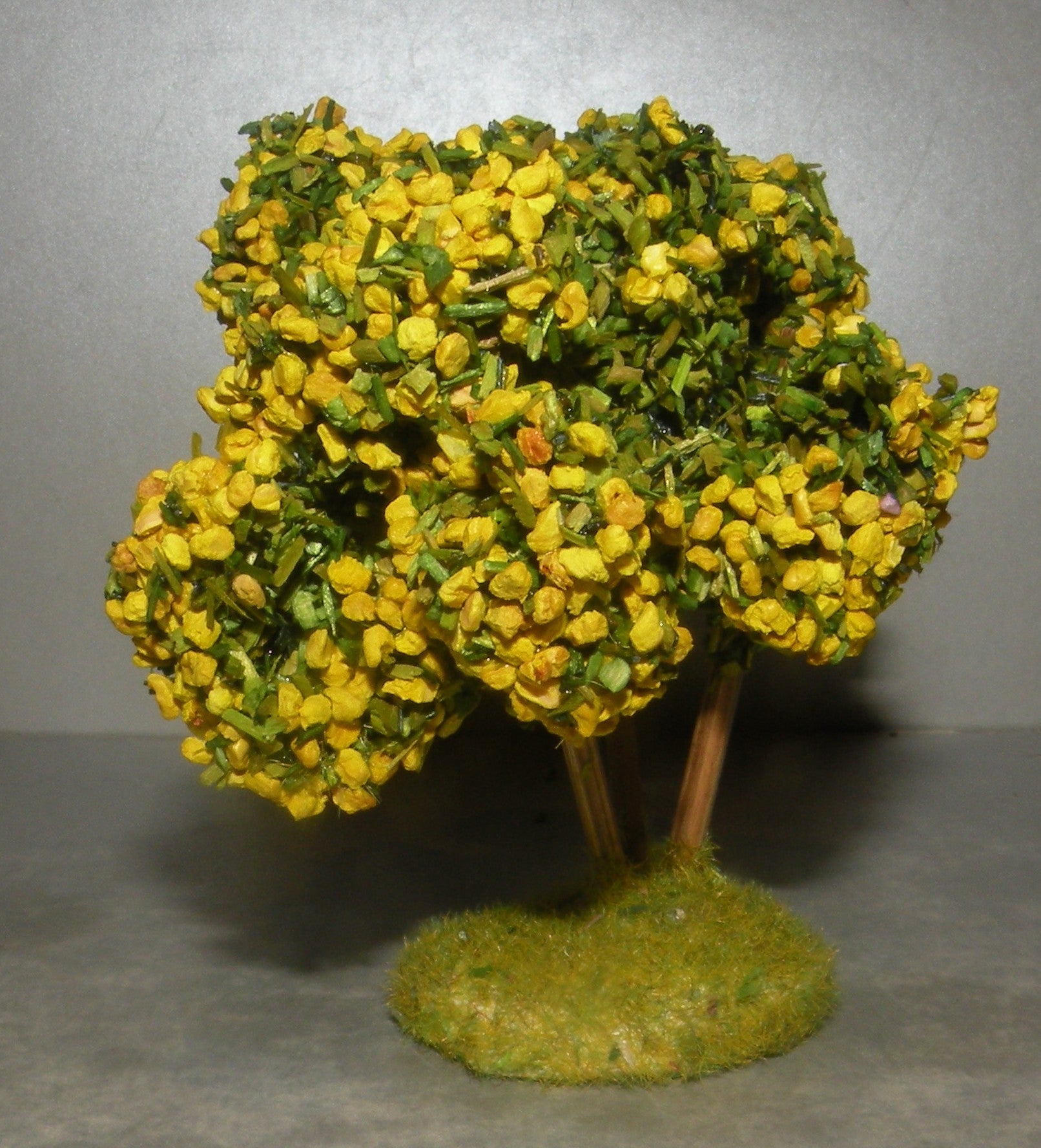 Mimosa Didier , 4 Cm