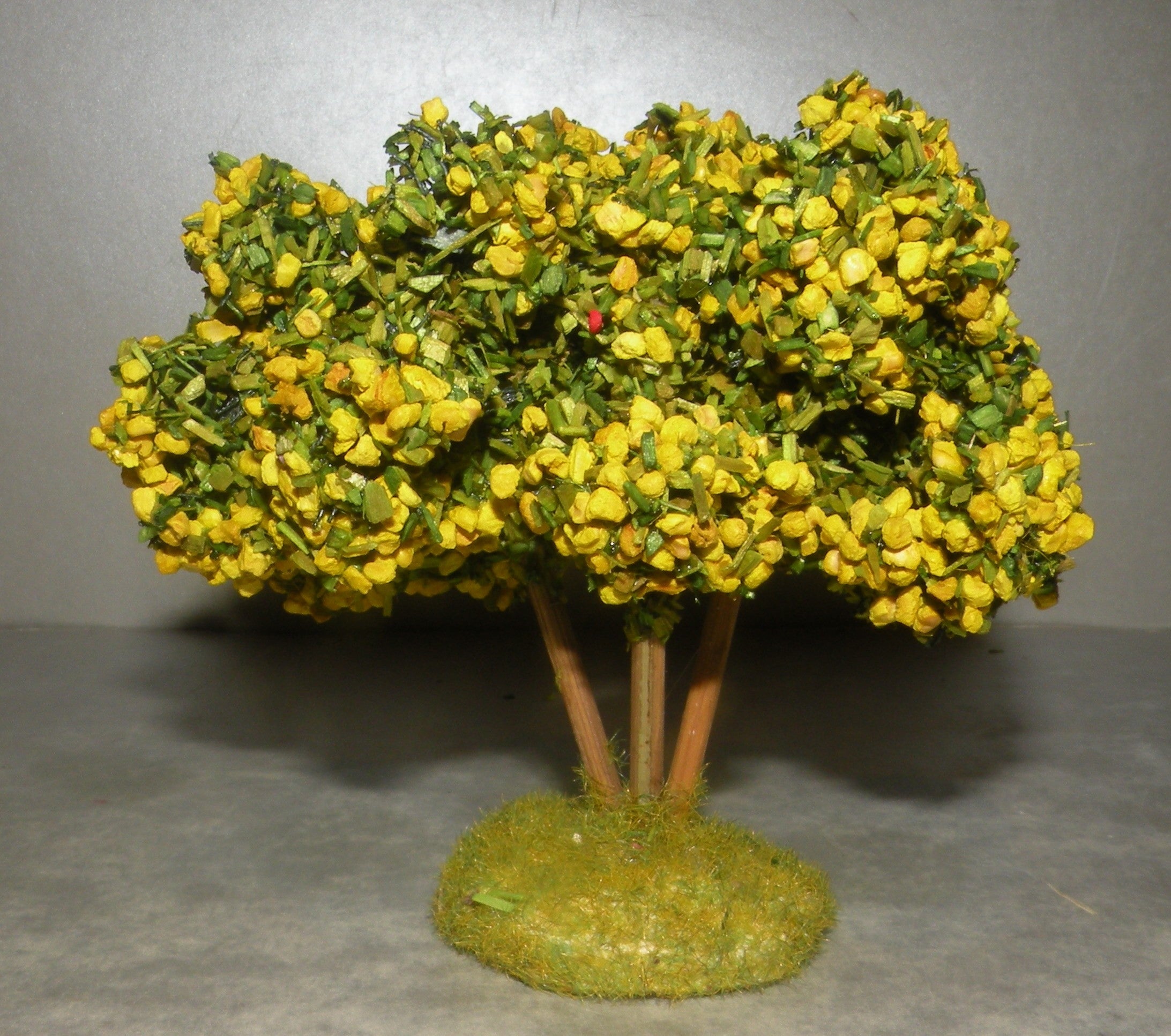 Mimosa Didier , 4 Cm
