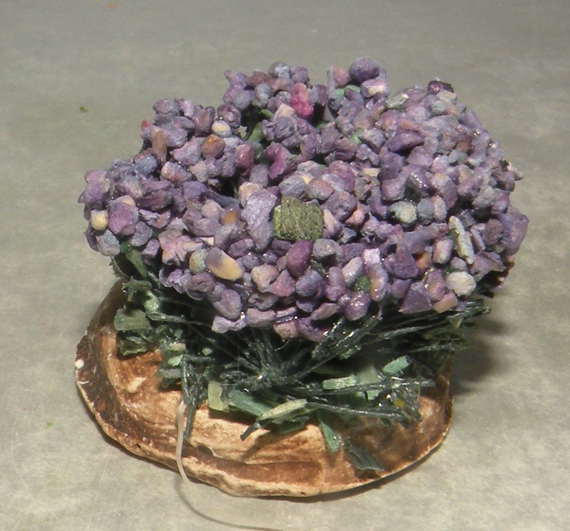 Foot of Lavender , Didier 4 Cm