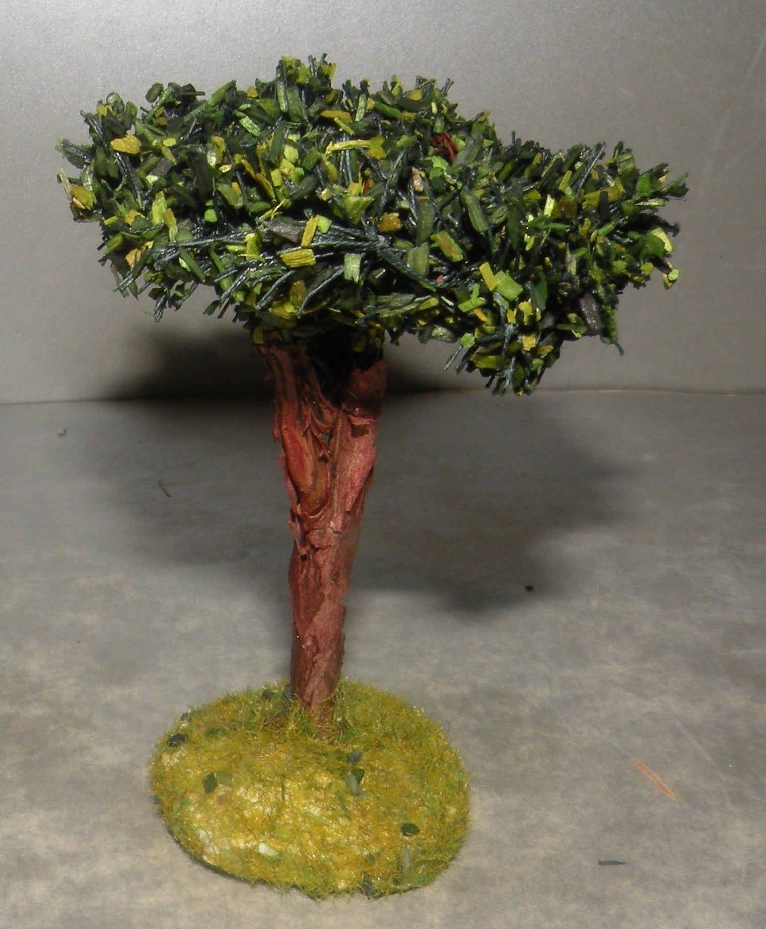 Umbrella Pine  Didier Puces
