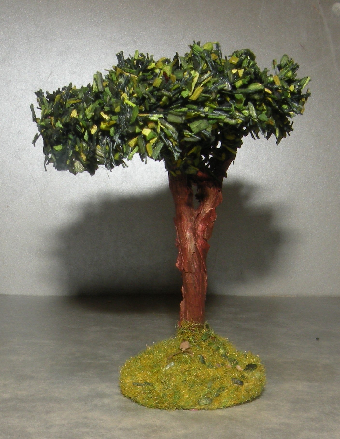Umbrella Pine  Didier Puces