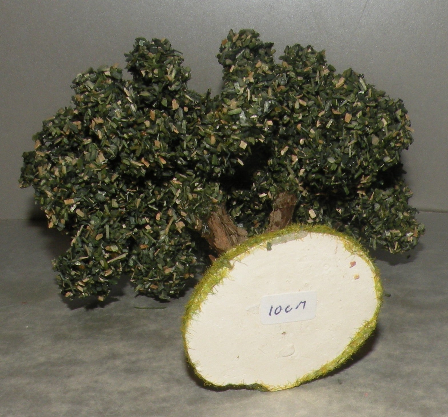 Olive Tree , Didier 10 Cm