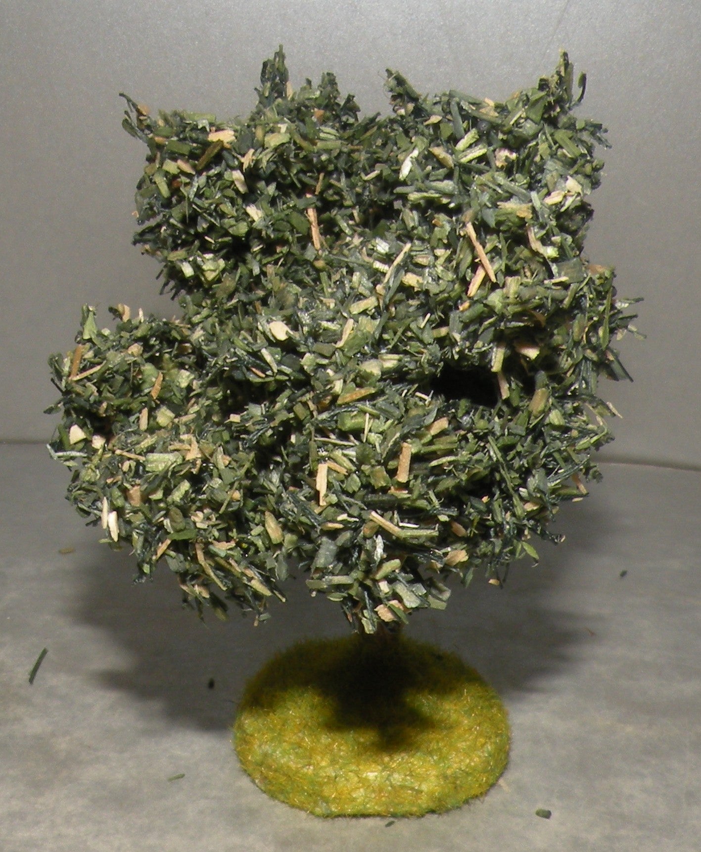 Olive Tree Didier , 4 Cm