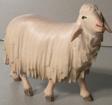 Sheep, Gloria