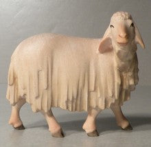 Sheep Looking Back, Gloria