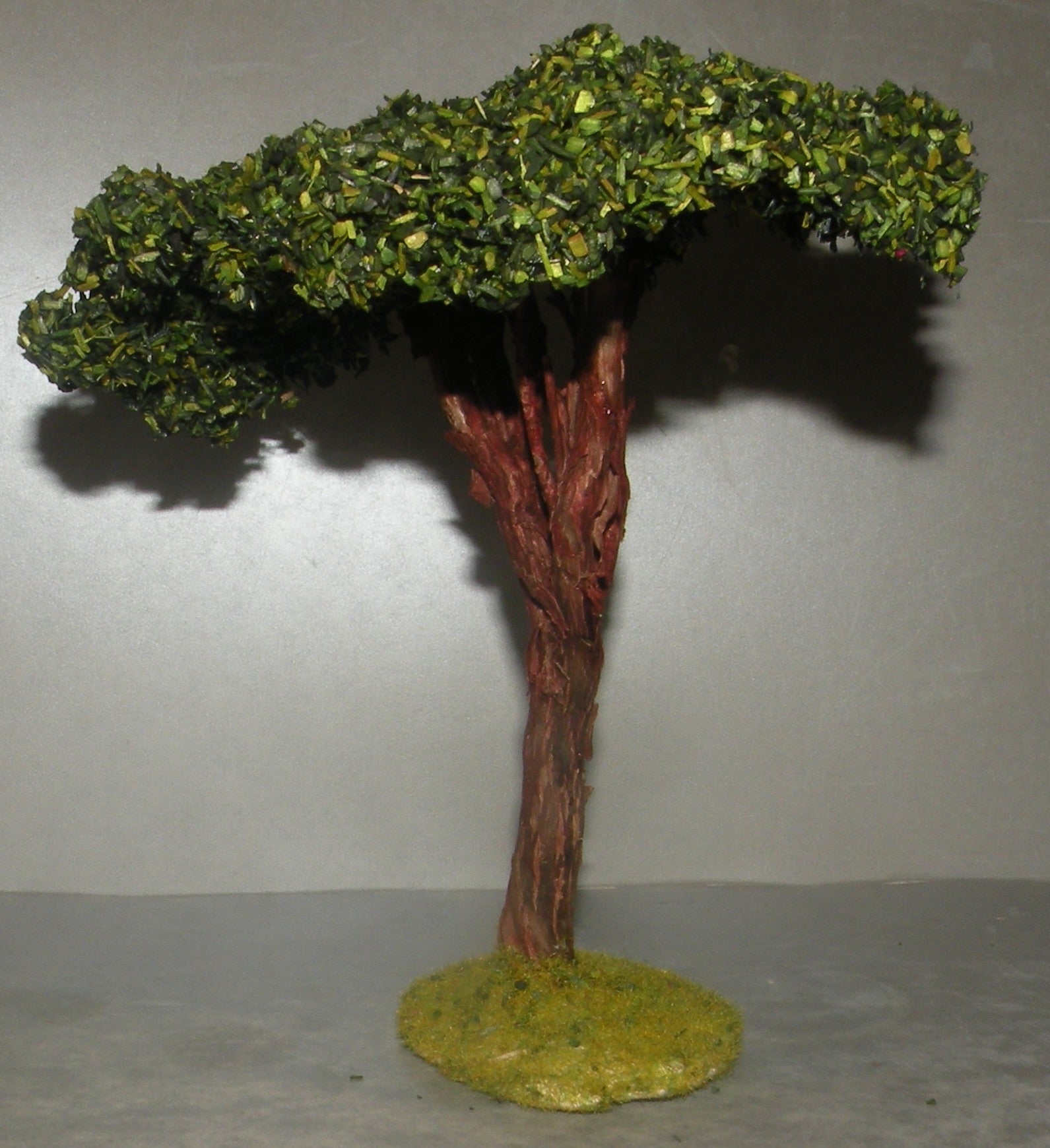 Umbrella Pine , Didier 10 Cm