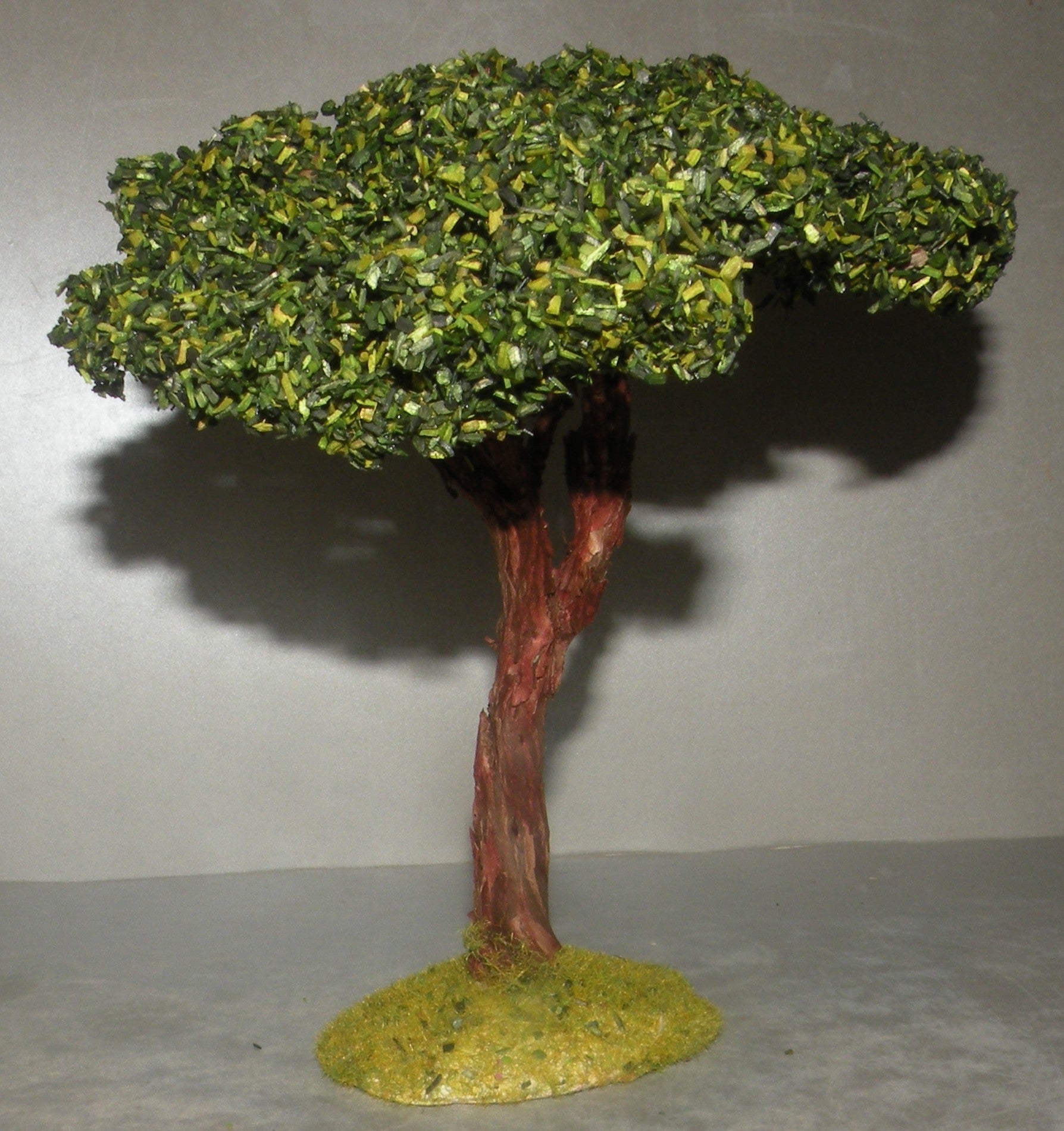 Umbrella Pine , Didier 10 Cm