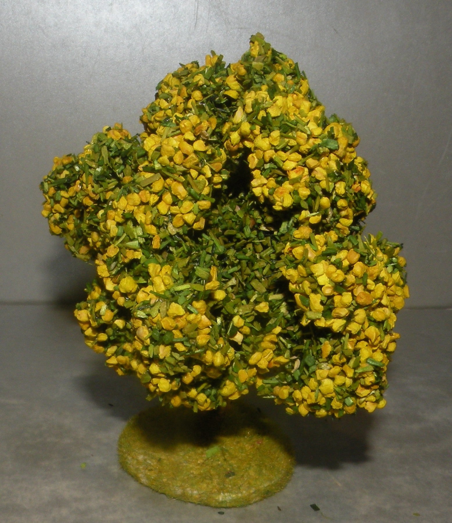 Mimosa  Didier , 7 - 6 Cm