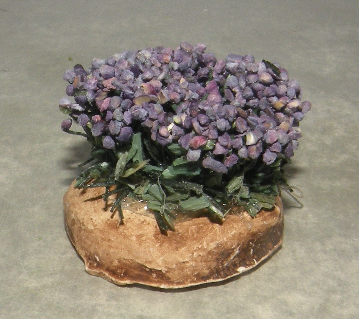 Foot of Lavender , Didier 4 Cm